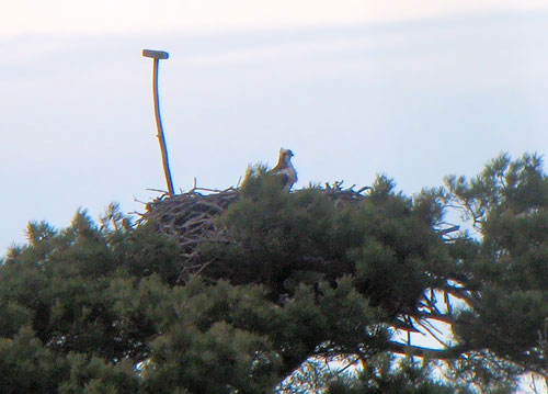 Le mâle observé sur son nid le 22 février - Photos : R.Wahl ©