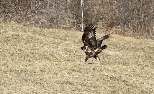 Aigle royal aux campagnols - photo JP Paul ©