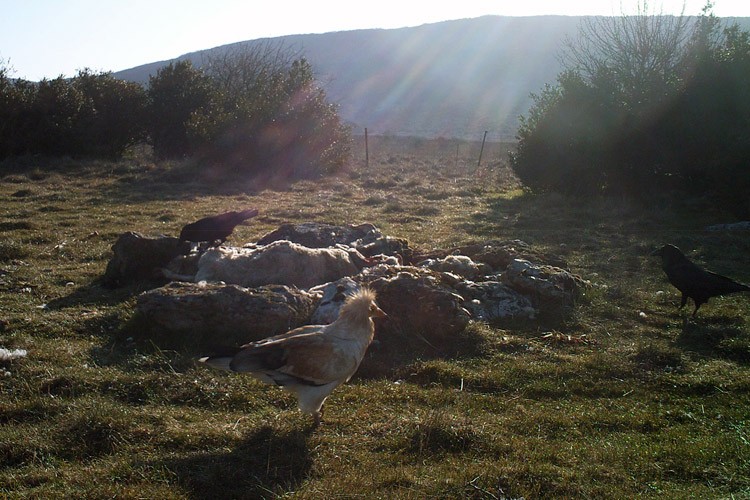 Première observation 2011, dans l'Hérault. Photo… Denis Rey ©