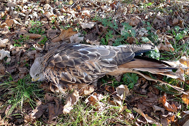 milan royal agonisant, photo : Romain Riols