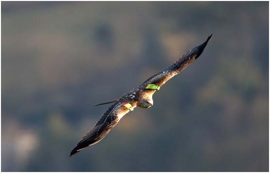 Joseba Zabala Urrutikoetxea