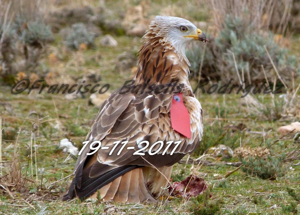 Francisco Balsells Rodriguez