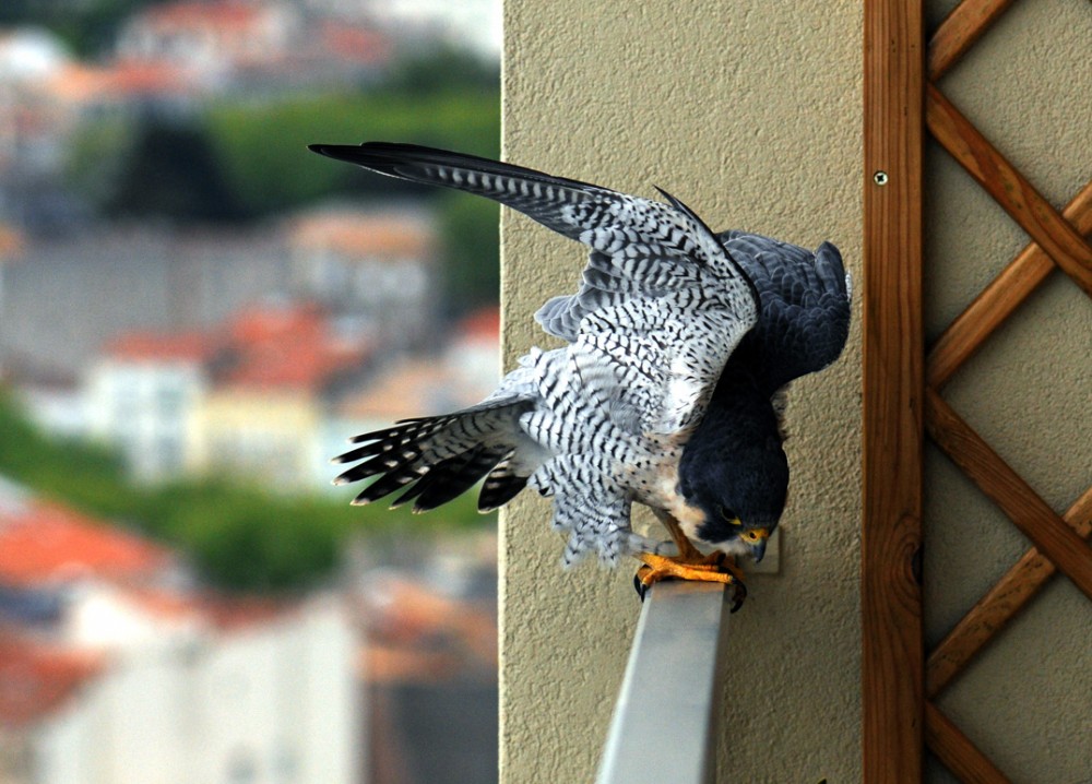 Pèlerin nordique - Jean-Michel Delaunay