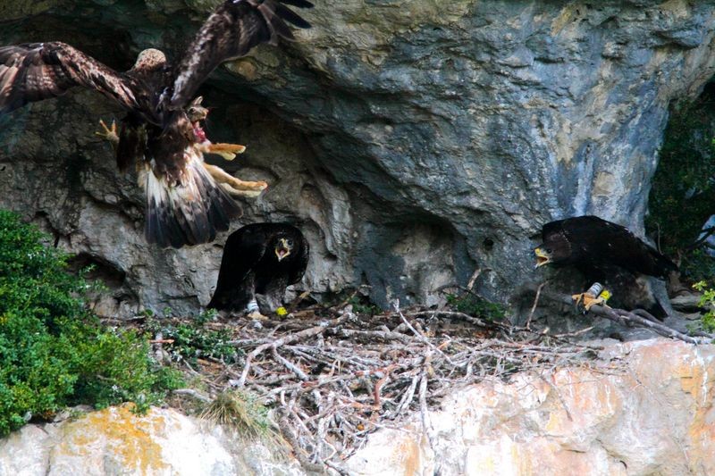 Photo © Régis Descamps : Deux aiglons bagués peu avant leur envol, lors d'un nourrissage.