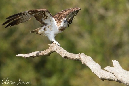 Balbuzard en halte migratoire, le 23 août 2012, dans l'Indre-et-Loire.