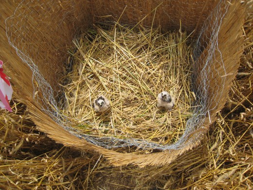 Les deux premiers poussins de busard cendré éclos en Essonne depuis 20 ans. Les cannisses protègent les jeunes du soleil dans les cas où aucun épi n’est laissé sur pied autour de la protection. B.Di Lauro et JF.Fabre.