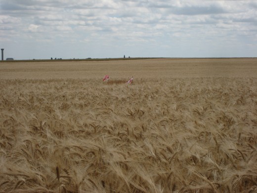 La protection (cage grillagée) installée avec l’accord du propriétaire dans la parcelle d’escourgeon. La rubalise la rend bien repérable par l’exploitant agricole. B.Di Lauro et JF.Fabre.