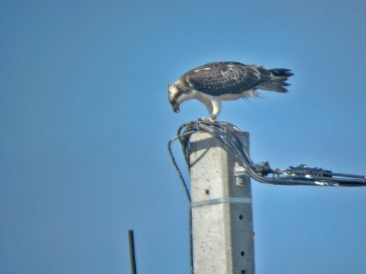 Les balbuzards se perchent fréquemment sur les pylônes électriques pour manger leur proie. Cette situation est souvent cause d’électrocution pour les balbuzards. J-Y Piel.
