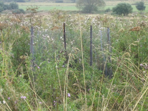 Protection d'un nid avec trois jeunes : deux seulement sont volants le 3 septembre. O.Tessier.