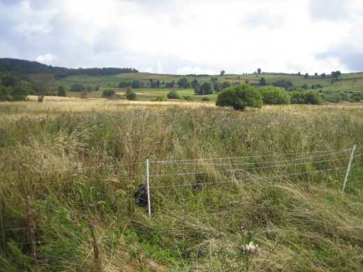 Pose d'une clôture électrique le 31 août. Deux jeunes s’envoleront autour du 5/10 septembre. O.Tessier