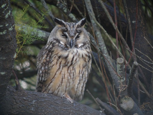 Hibou moyen-duc (C. Aussaguel)