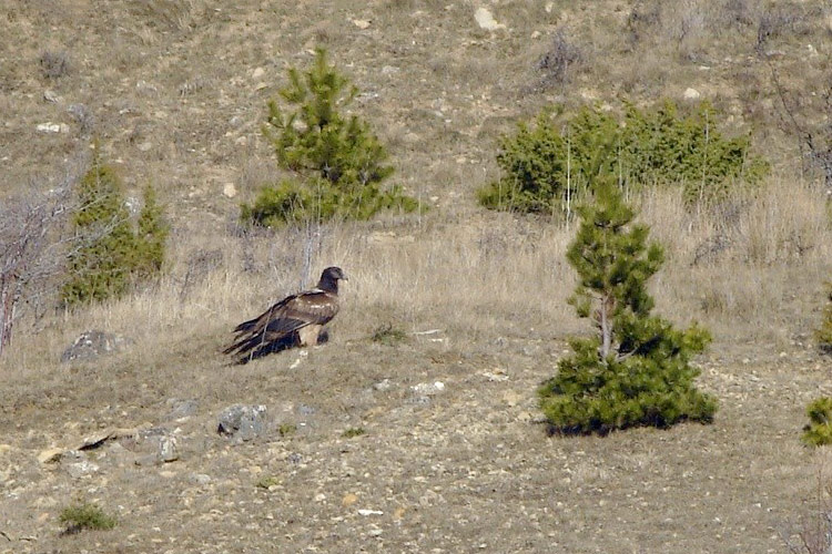 Basalte - Christian Aussaguel ©