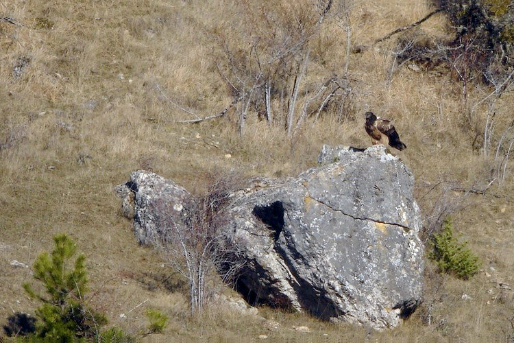 Basalte - Photo Christian Aussaguel ©