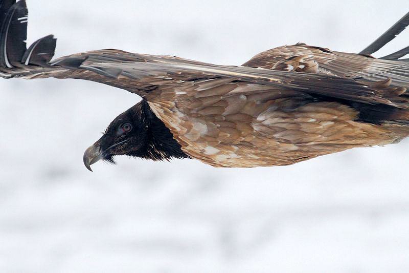Cardabelle, le 9 février 2013 - photo Régis Descamps ©