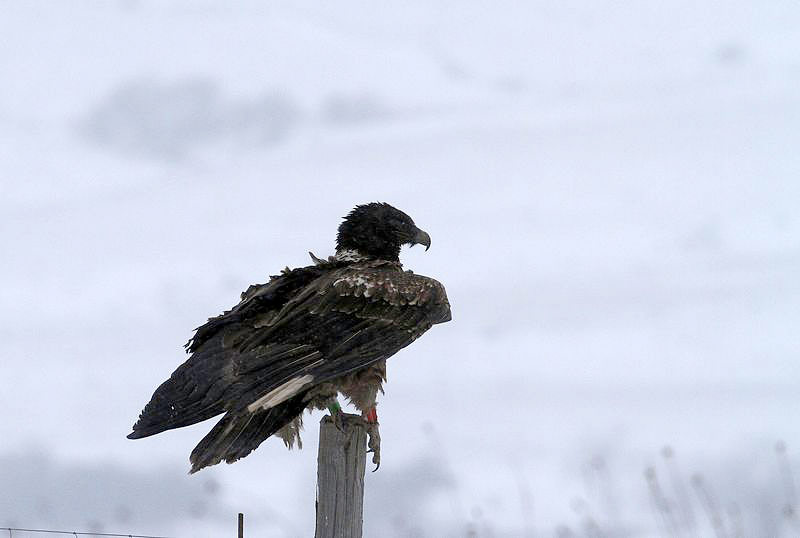 Cardabelle, le 9 février 2013 - photo Régis Descamps ©