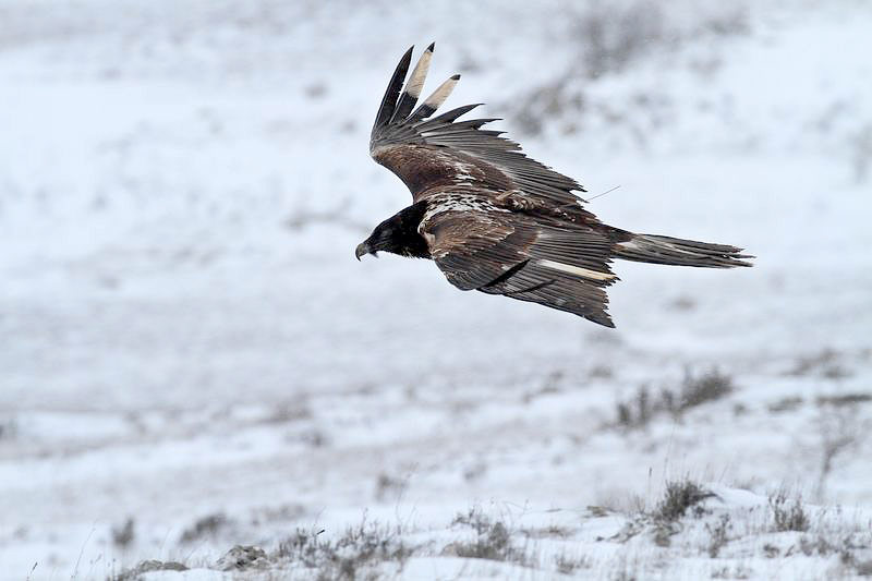 Cardabelle, le 9 février 2013 - photo Régis Descamps ©