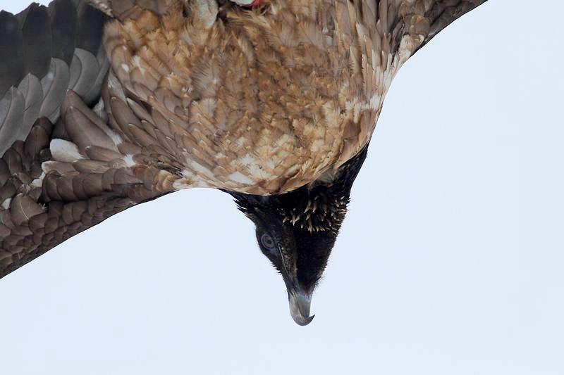 Cardabelle, le 9 février 2013 - photo Régis Descamps ©