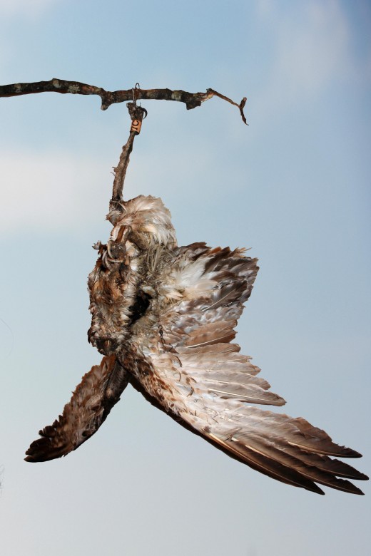 Balbuzard victime d'un bas de ligne en 2009 dans le Loiret. J.Thurel