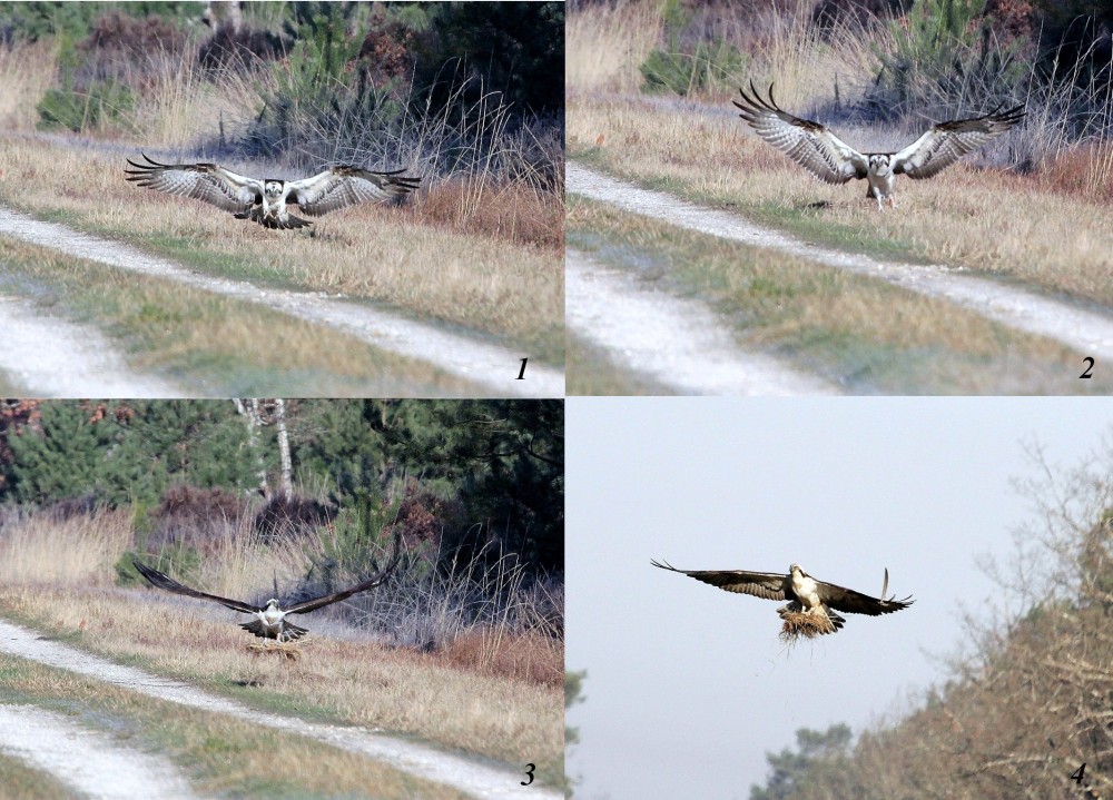 Un mâle arrache une touffe d’herbe en bordure d’une route forestière et la transporte sur son aire. G.Perrodin.