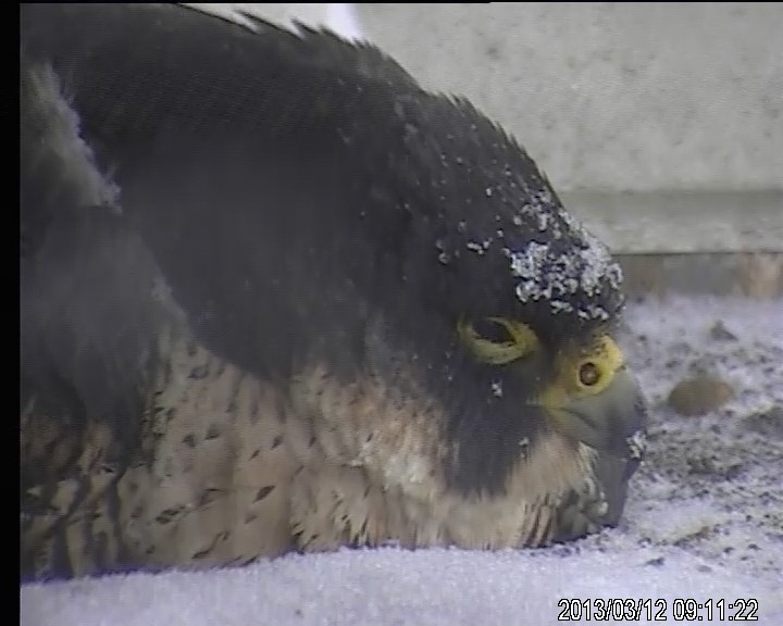 Couvaison sous la neige - Didier Vangeluwe ©