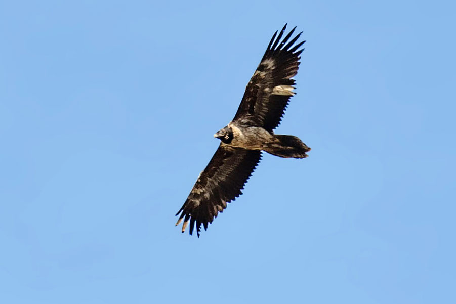 Cardabelle le 16 avril, sur le Mont Lozère - Olivier Prohin ©