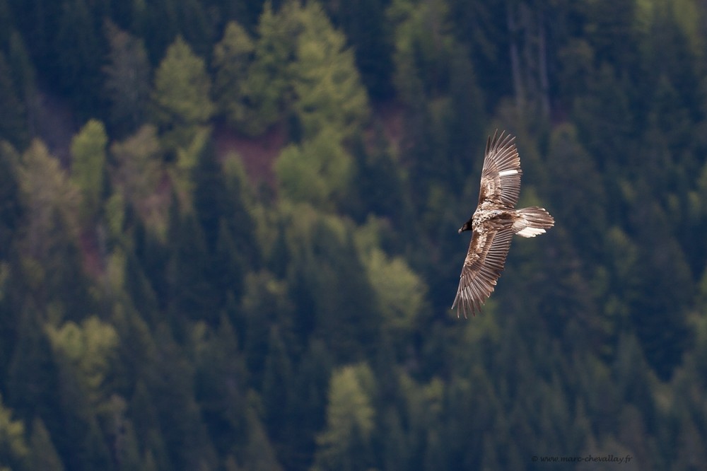 Basalte - ©Marc Chevallay