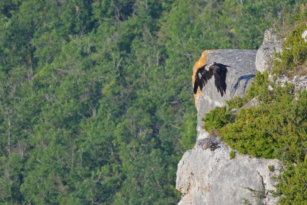 Premiers vols de Layrou - ©Hélène Thiebaut