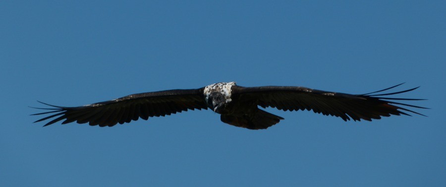 Layrou en vol - © Quentin Flipo