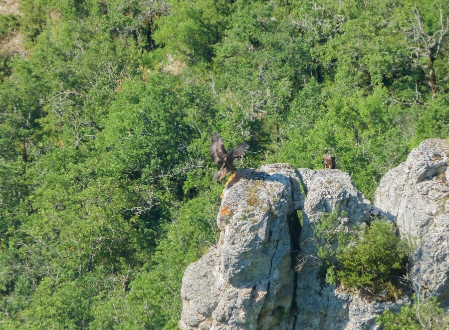 Layrou se pose à côté de Dourbie - © Quentin Flipo