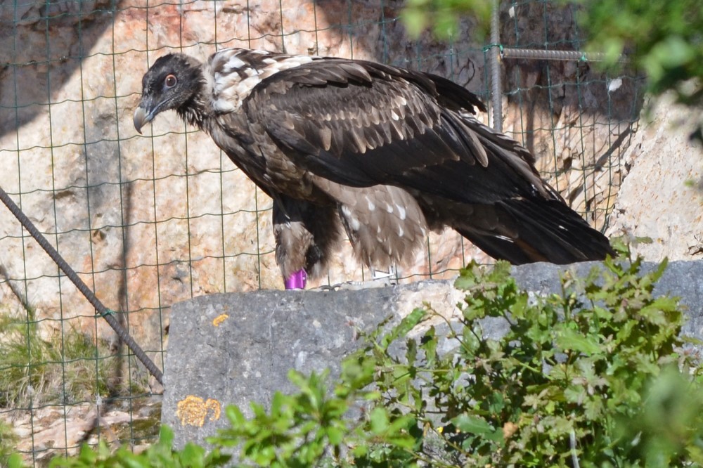 Envol LAYROU-©Sébastien Lartique, LPO Grands Causses