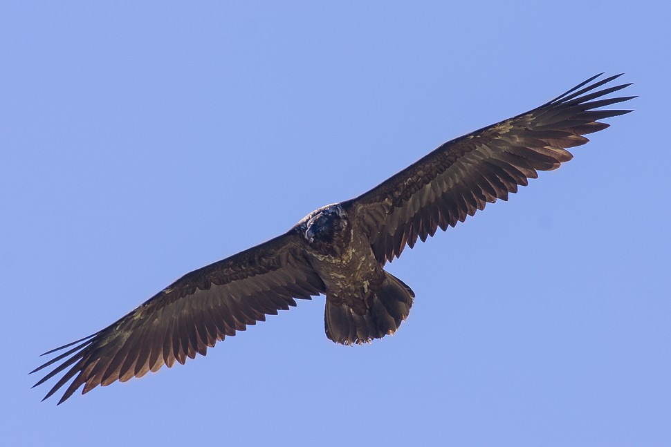 Jeune Gypaète barbu des Aravis - ©Marc Chevallay