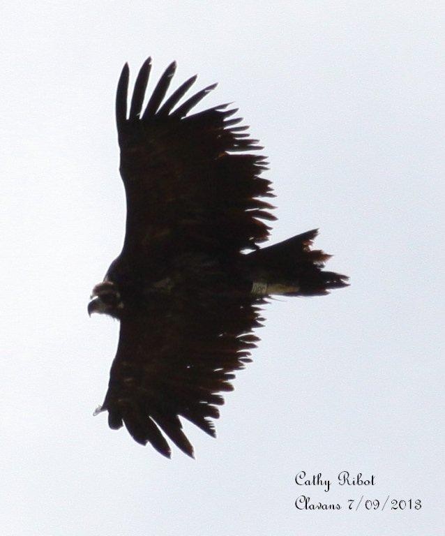 Sirius - © Cathy Ribot