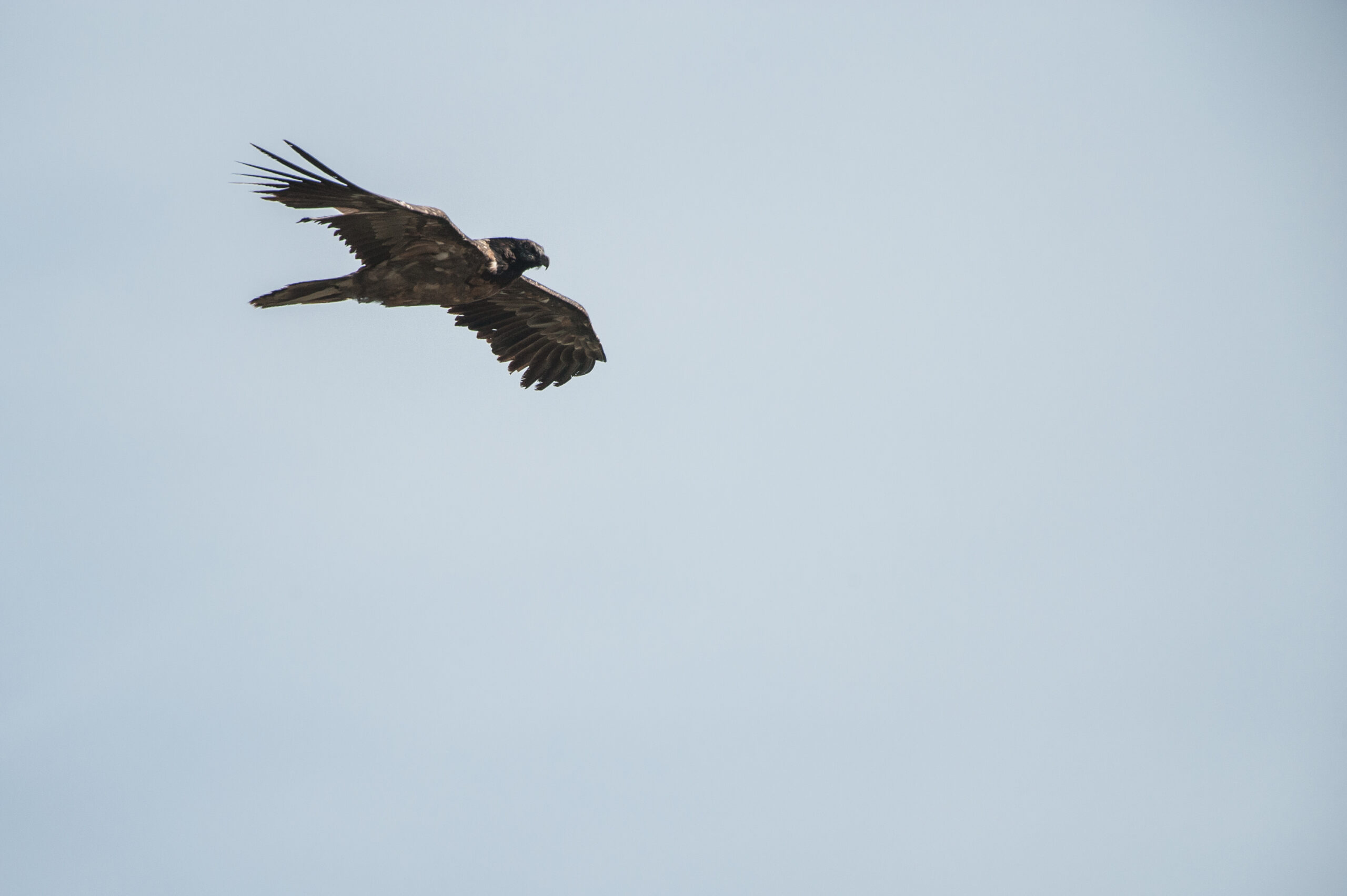 Basalte - ©Cyril Doche