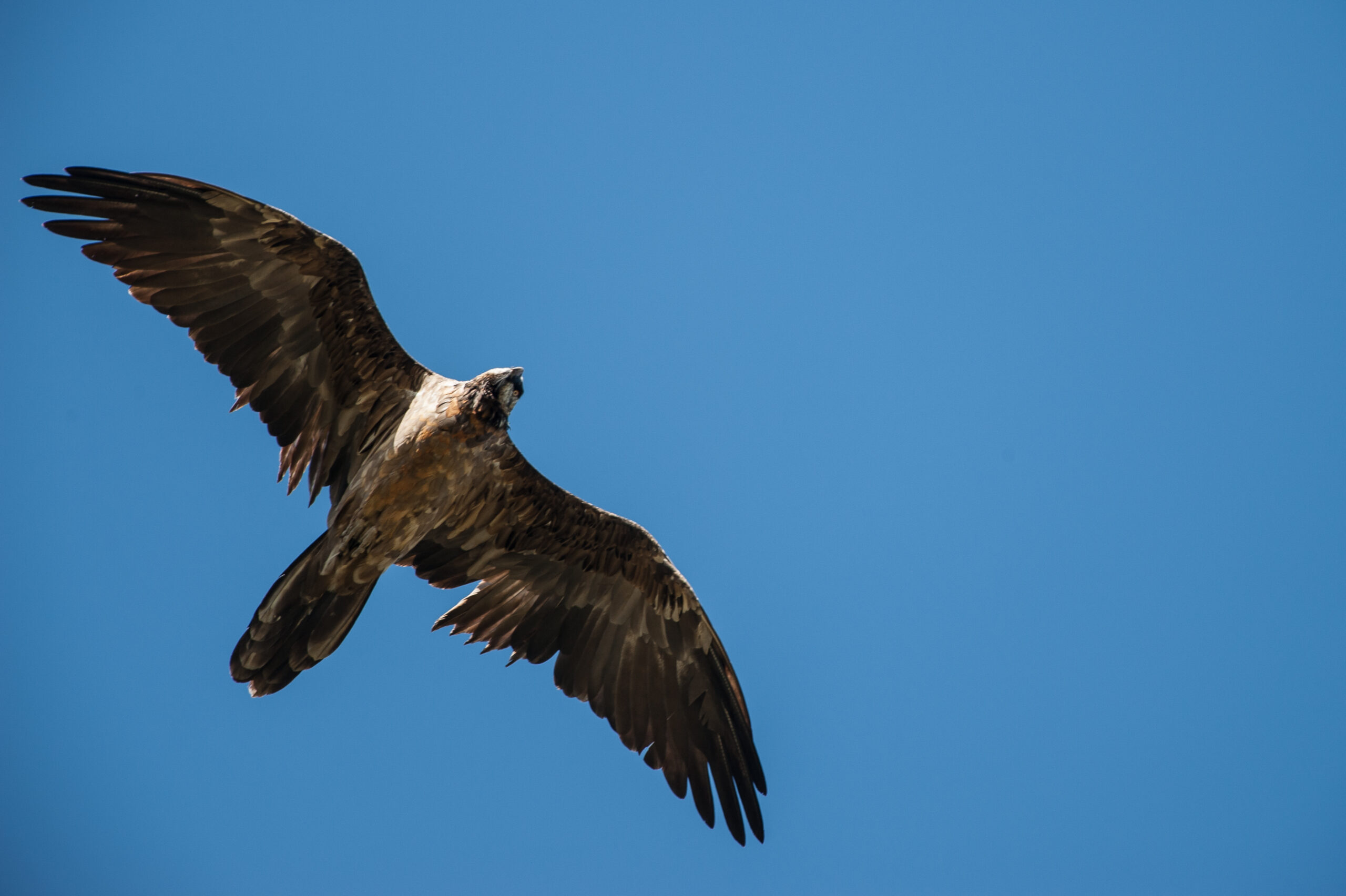 Gypaète subadulte - ©Cyril Doche