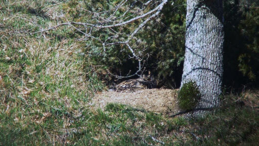 Femelle en incubation au sol, dans le Tarn, le 9 mars 2014. Photo prise en digiscopie à 400 m du nid. G.Tavernier.