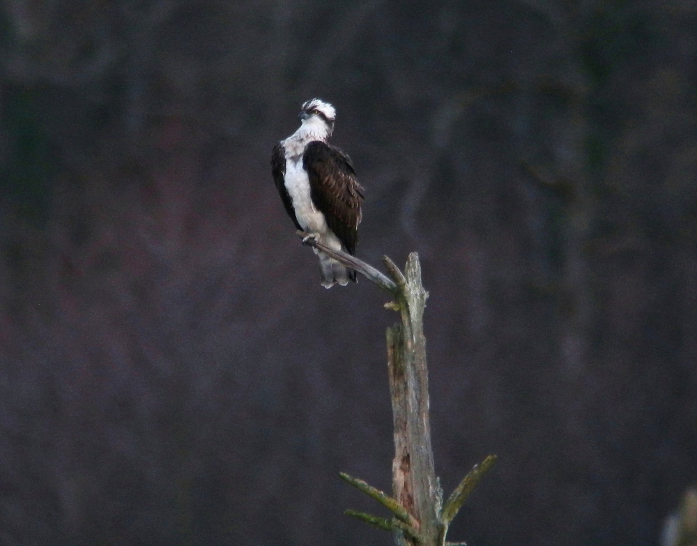 Mâle non bagué sur Ravoir 1 le 26-02-2014. G.Perrodin