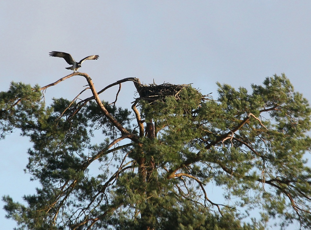 Panchita sur nid Ravoir 1 le 26-02-2014. G.Perrodin