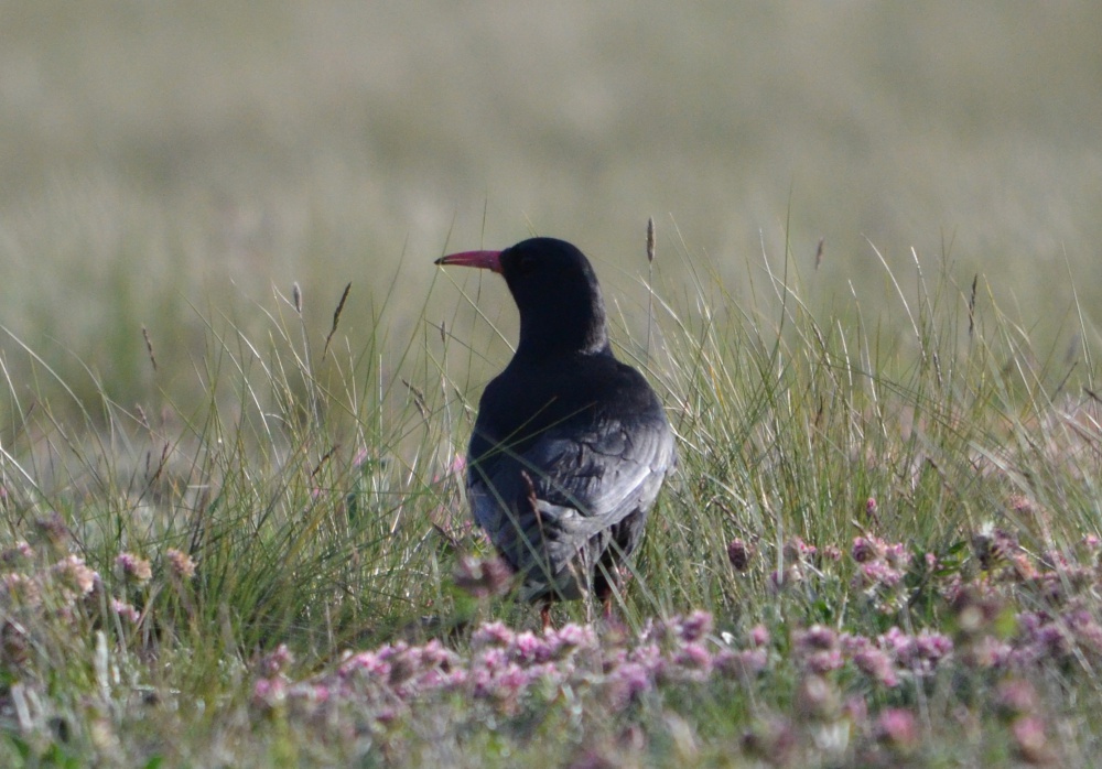 Crave à bec rouge © Flavie LESCURE