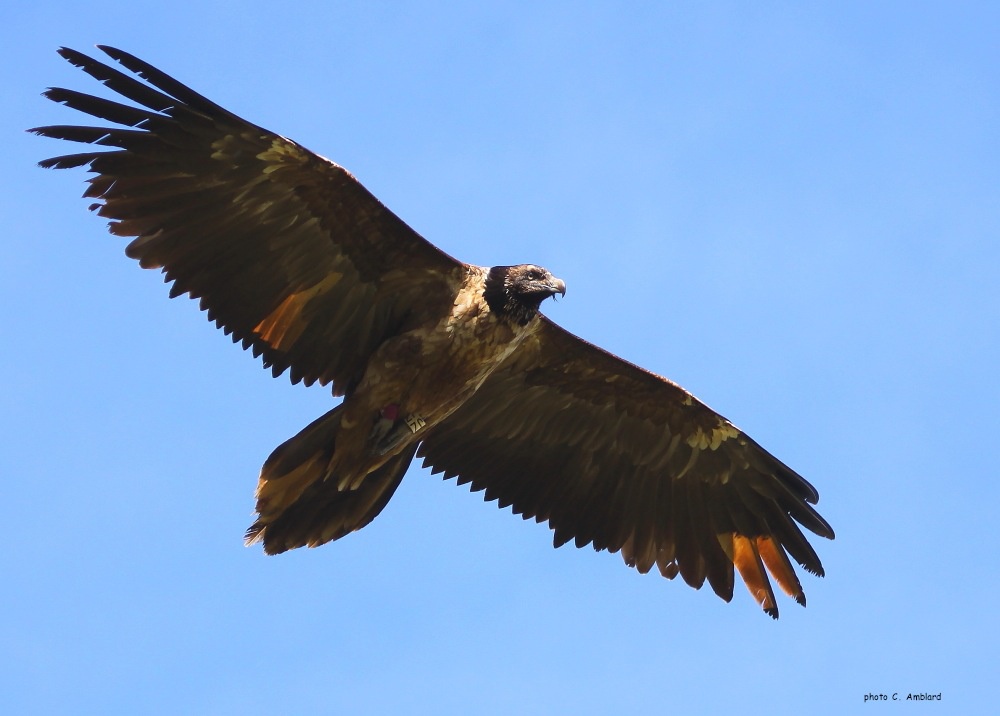 © Christian Amblard