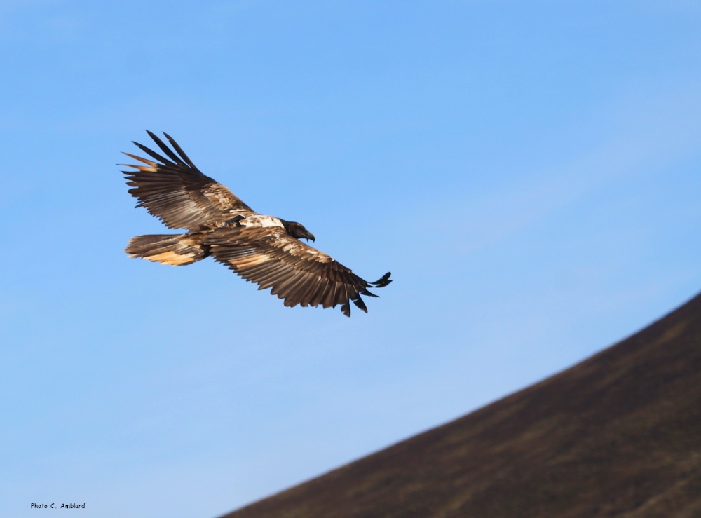 © Christian Amblard