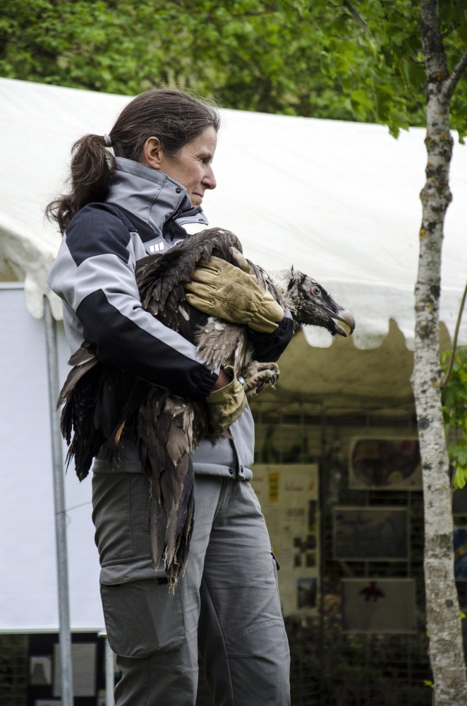 Présentation de JACINTHE © Olivier Prohin
