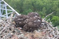 Les jeunes balbuzards sont réinstallés dans leur aire. Photo R.Wahl