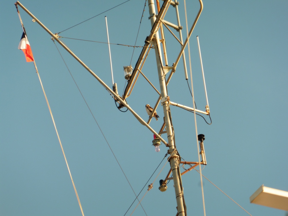 Un aigle botté posé au Sémaphore du Cap Ferrat à l'est de Nice le 2 janvier 2015, vers 16h. F.Thouin.
