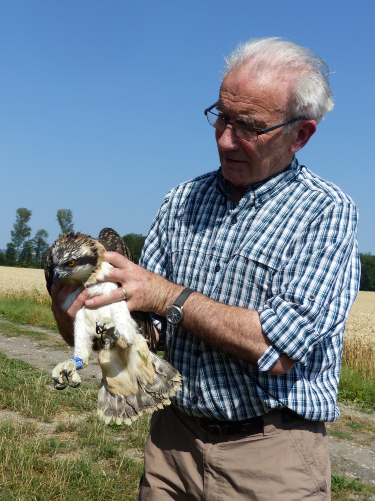 Roy Dennis présente un des 6 jeunes balbuzards qui prendront leur envol en Suisse. Nos Oiseaux.