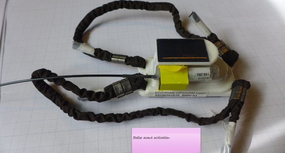 La balise posée sur le Gypaète barbu © Didier Peyrusqué