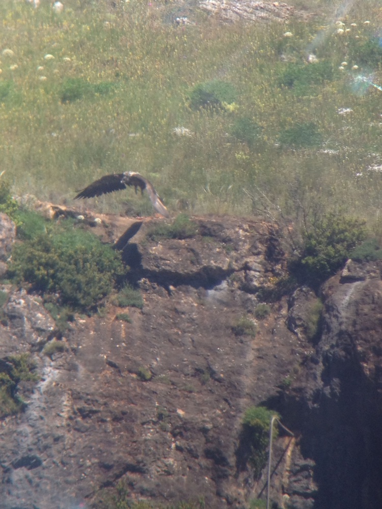 28_06_2016_CAYLA_envol_falaise_Alexandra_Pinelle