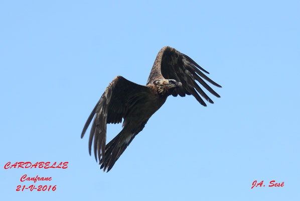 Cardabelle_avril_2016©JA_Sessé