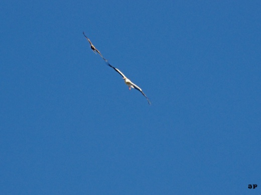 Début septembre, un jeune aigle botté de forme sombre taquine une cigogne blanche. Jean-Philippe Telliez