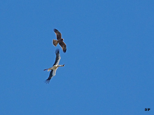 Début septembre, un jeune aigle botté de forme sombre taquine une cigogne blanche. Jean-Philippe Telliez