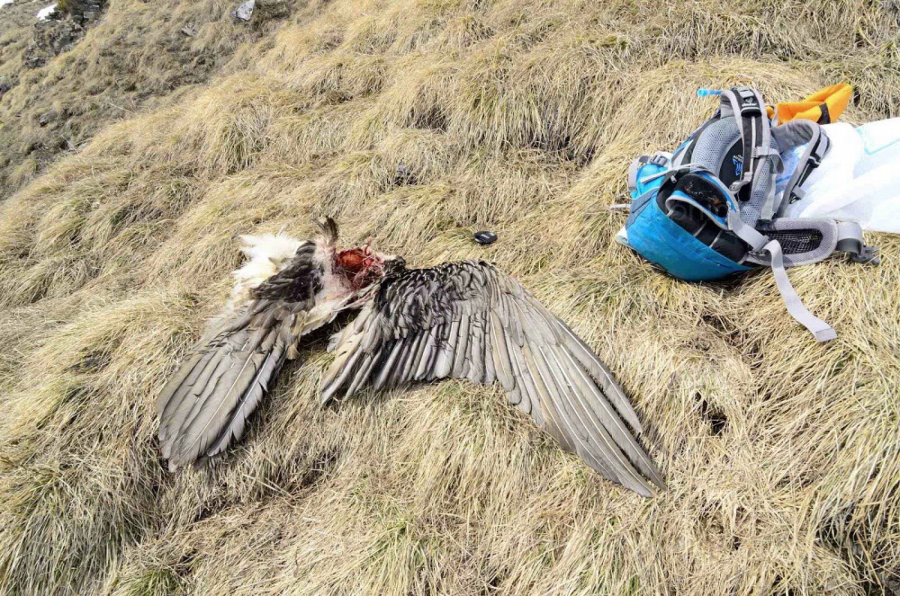 Les restes du gypaète trouvés par les agents du parc national. / © Parc National de la Vanoise / Nathalie Tissot.